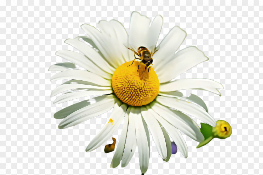 Bee Camomile Daisy PNG