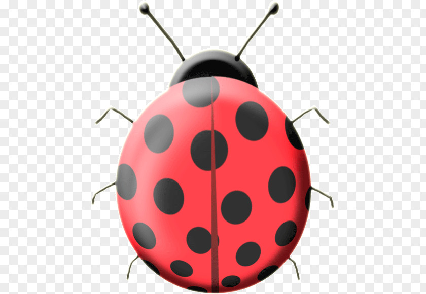 Mariquita Ladybird Beetle Color Asian Lady Red PNG