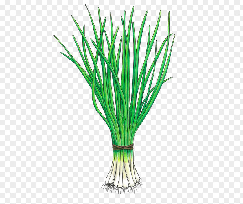 Painted Green Onions Allium Fistulosum Onion Chinense Vegetable Scallion PNG