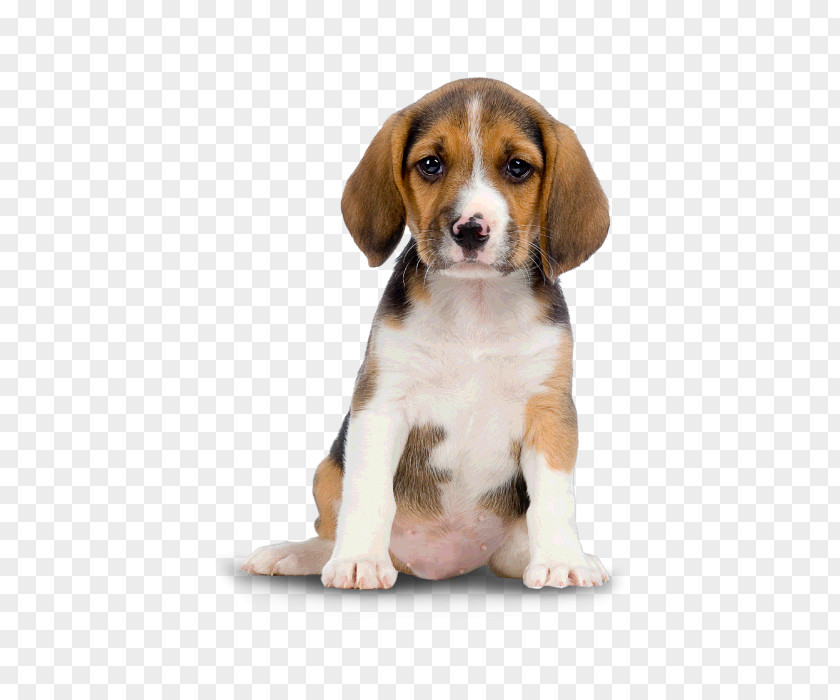 Squatting Pitiful Puppy Golden Retriever Clip Art PNG