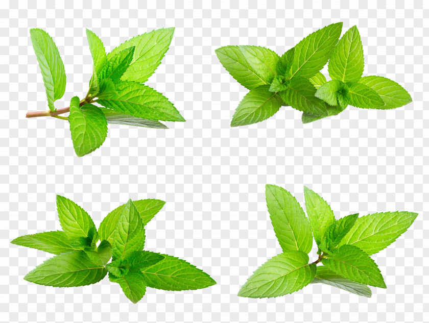 Xia Tianqing New Mint Leaves,Decorative Foliage Download Euclidean Vector Stock Photography PNG