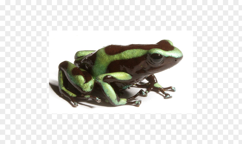 Frog True Tree Toad Terrestrial Animal PNG
