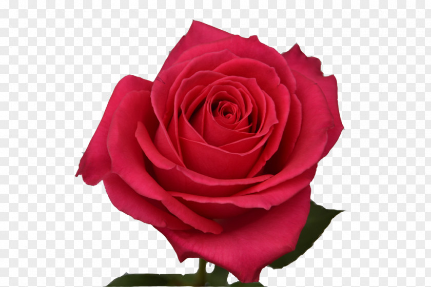 Fuschia Off White Roses Garden Cabbage Rose Floribunda Cut Flowers Floristry PNG
