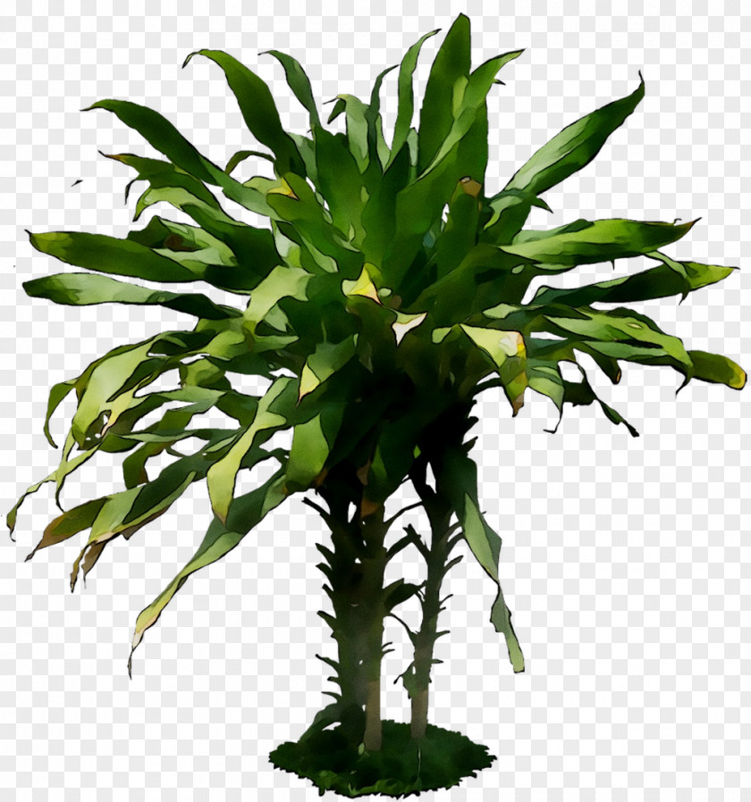 Leaf Flowerpot Houseplant Plant Stem Vascular PNG