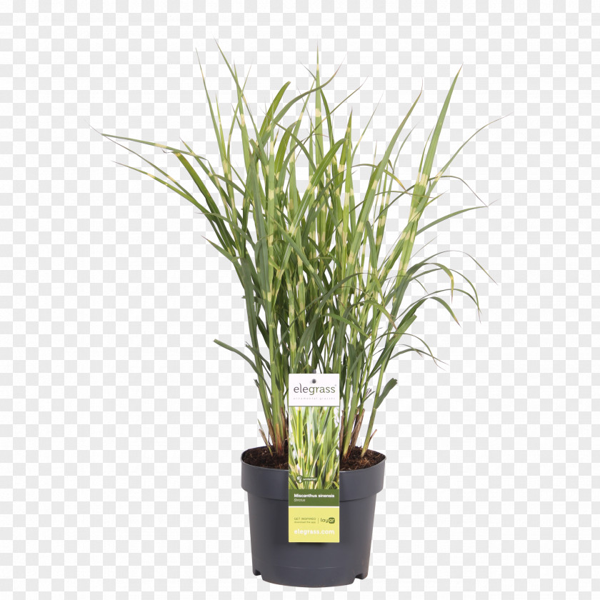 Miscanthus Chinese Silver Grass Ornamental Flowerpot Houseplant Blikvanger PNG