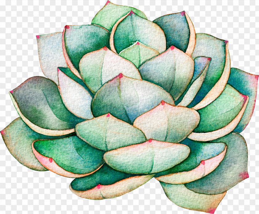 Succulent Transparent Stick Plant Illustration Royalty-free Stock Photography Cactus PNG