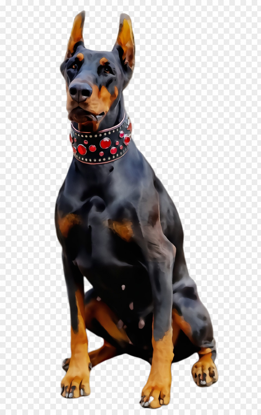 German Pinscher Guard Dog Dobermann Breed PNG