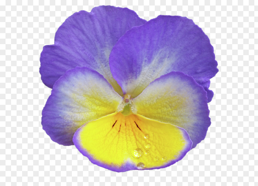 Pansy Violet Lilac Purple Flower PNG