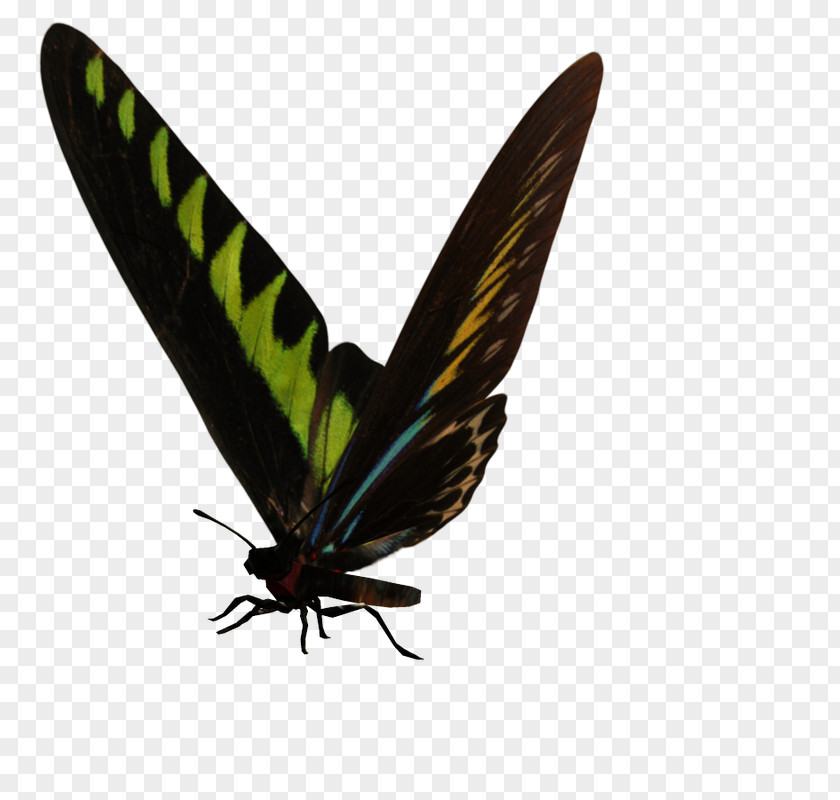 Papilio Ulysses Brush-footed Butterflies Gossamer-winged Moth Butterfly PNG