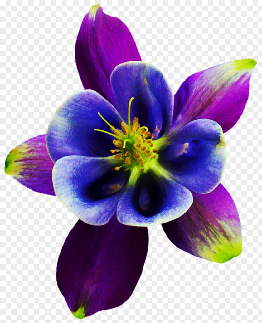 Columbine Herbaceous Plant PNG