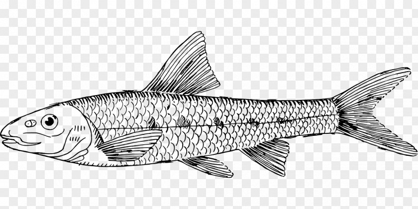Fish Gudgeon Line Art Sardine Clip PNG
