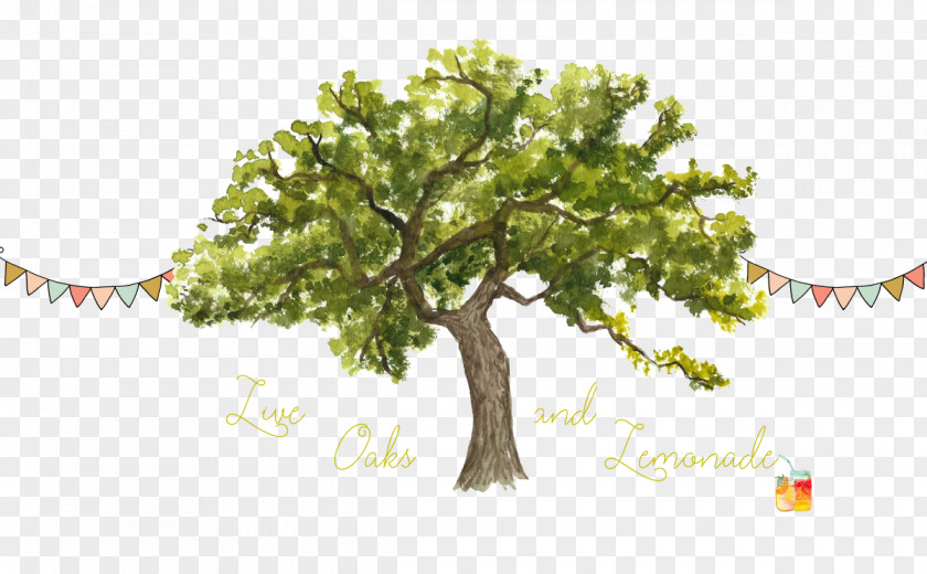 Live Oak Tree Trunk Watercolor Painting Northern Red Clip Art PNG
