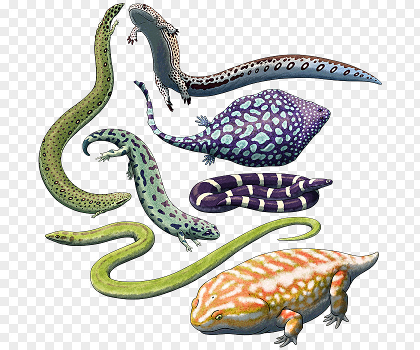 Amphibian Lepospondyli Temnospondyli Animal Koolasuchus Reptile PNG