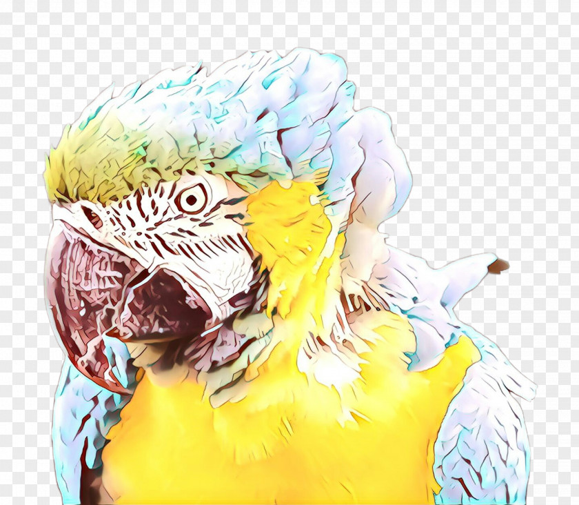 Cockatiel Feather Macaw Parakeet Beak Pet PNG