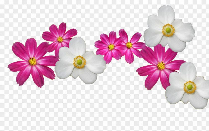 Cosmos Flower Desktop Wallpaper PNG