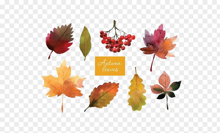 Hello Autumn Leaf Color Watercolor Painting PNG