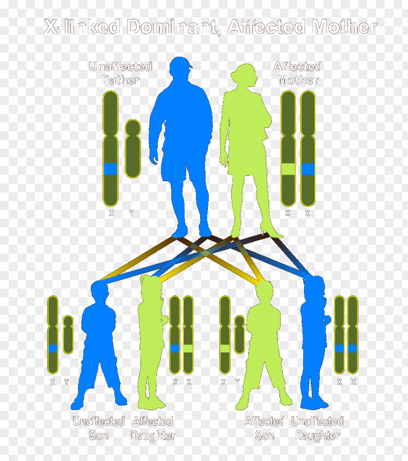 Affects Dominance Genetic Disorder Genetics Heredity Autosómico Recesivo PNG