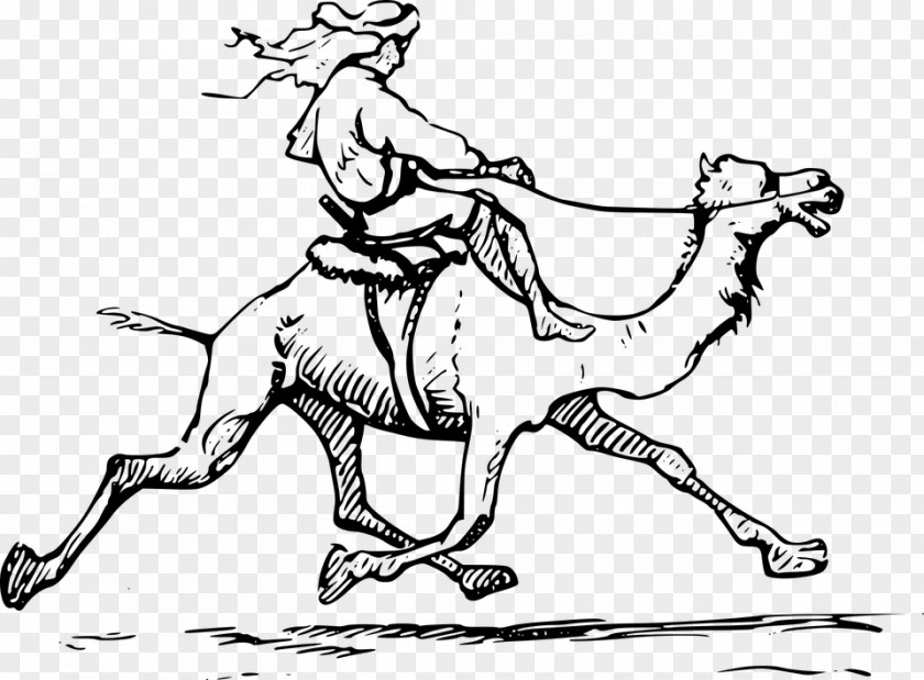 Bactrian Camel Dromedary Drawing Clip Art PNG