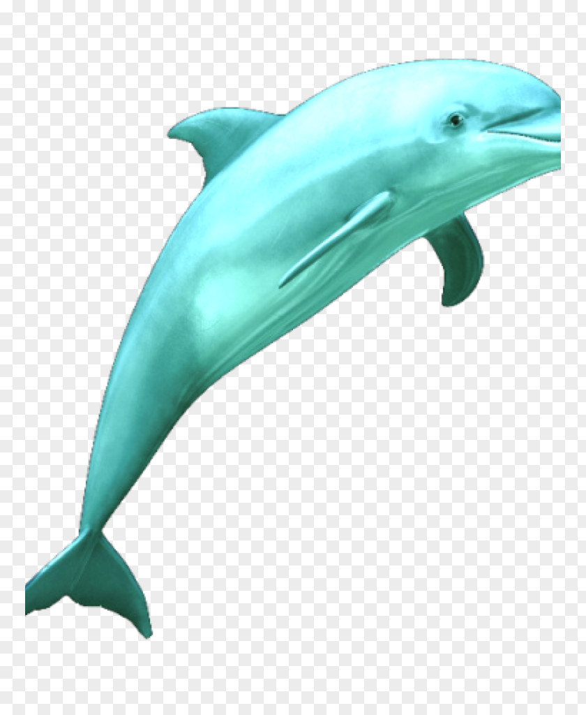 Dolphin Common Bottlenose Clip Art PNG