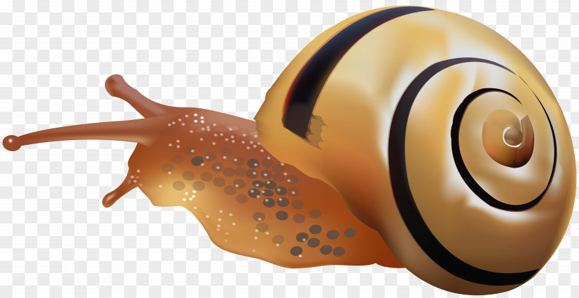 Dolphin Snail Orthogastropoda Desktop Wallpaper Polymita Picta Clip Art PNG