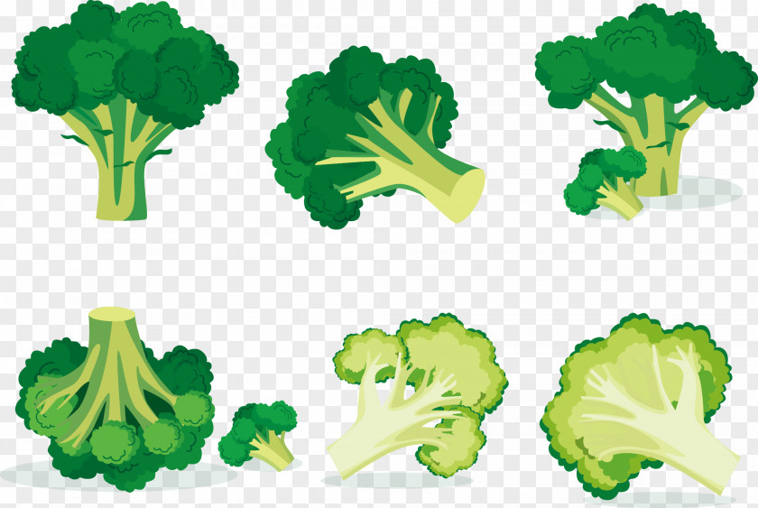 Vector Cauliflower Broccoli Euclidean Vegetable PNG
