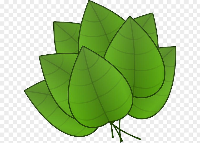 Green Leaves Potted Buckle Leaf Clip Art PNG
