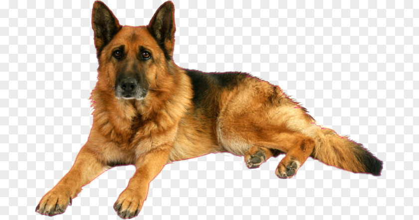 Puppy Old German Shepherd Dog King Kunming Wolfdog Tervuren PNG