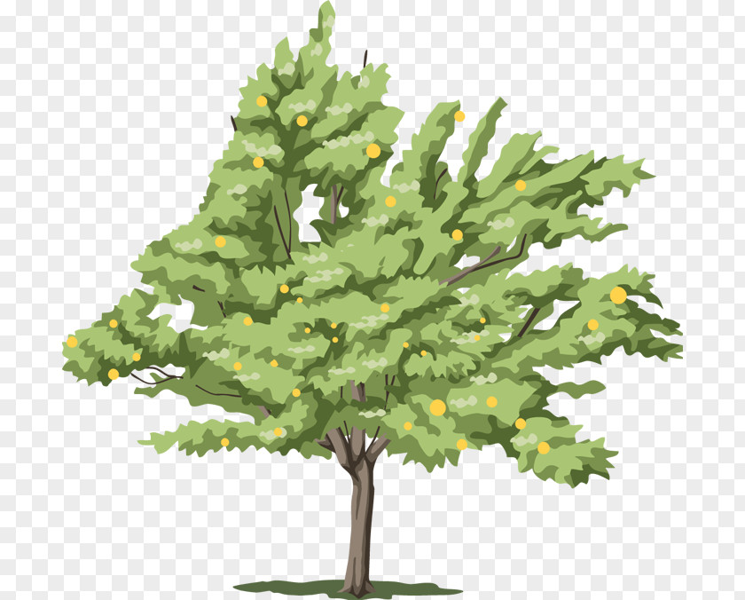 Tree Fir PNG