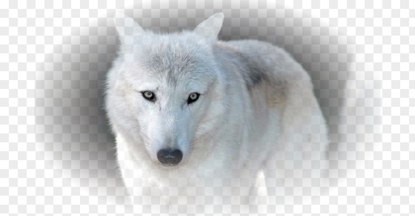 Arctic Fox Siberian Husky Wolf African Wild Dog Alaskan Tundra PNG