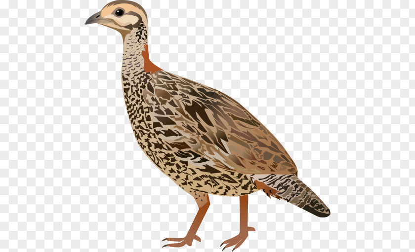 Bird Grey Partridge Black Francolin PNG