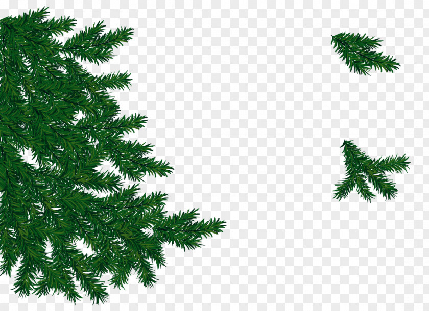Christmas Tree Branches Free Picture Buckle Spruce Fir Pine Ornament PNG