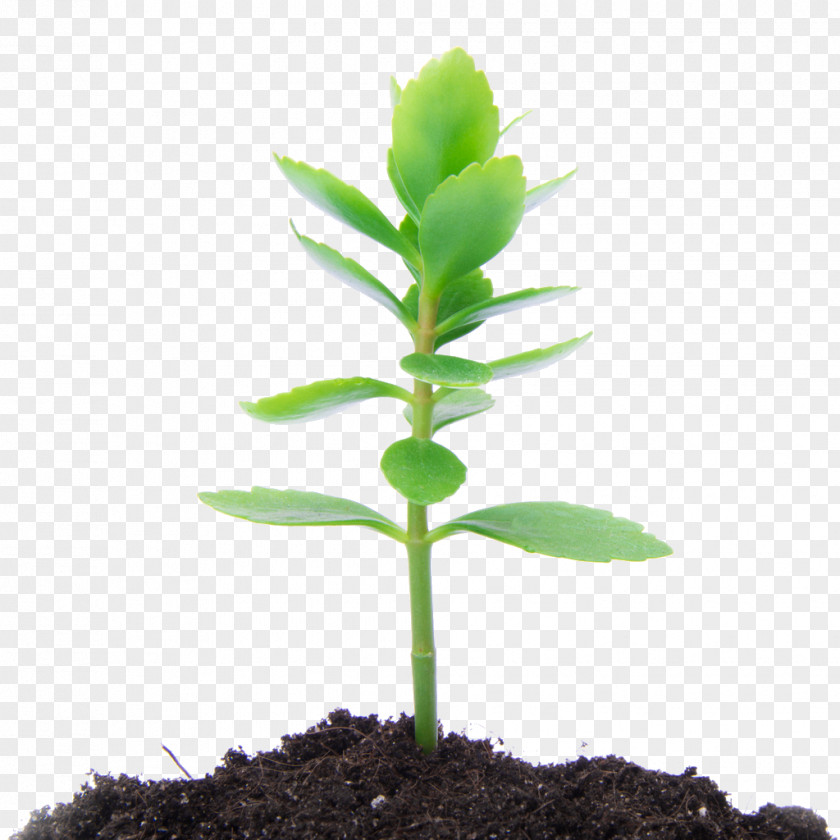 Tree Soil Biophilia Hypothesis Clip Art Nature PNG