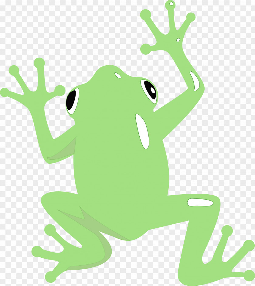 True Frog Tree Frogs Cartoon Toad PNG