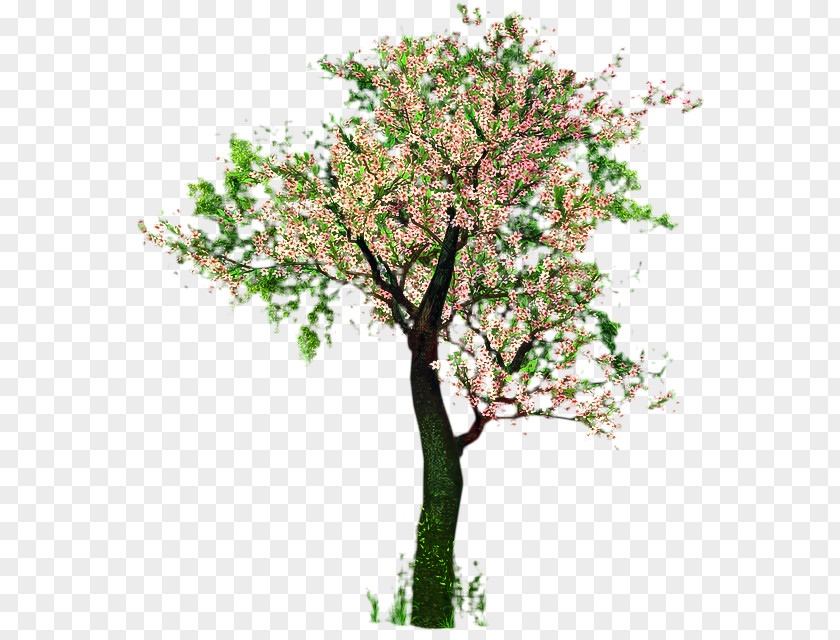 Twig Trunk Cherry Blossom Tree PNG
