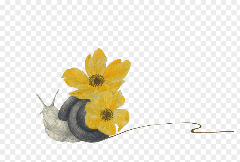 Carrying Flowers Snail Drawing PNG