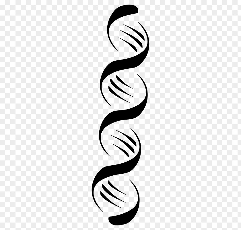 Double Helix Nucleic Acid DNA Clip Art PNG