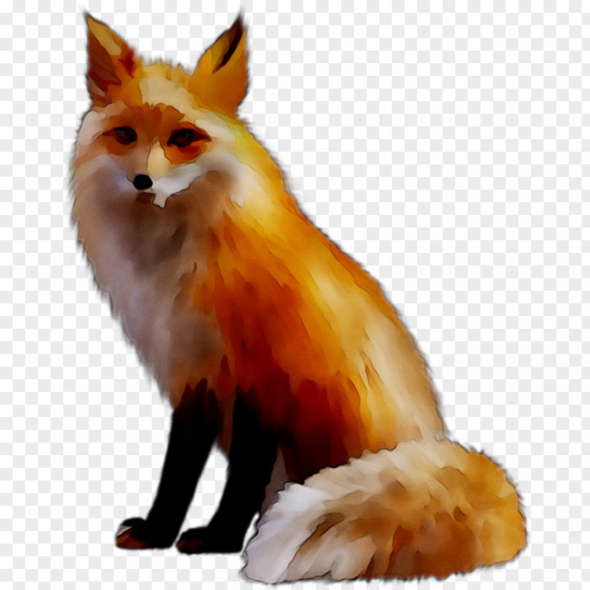 Red Fox Arctic Image PNG