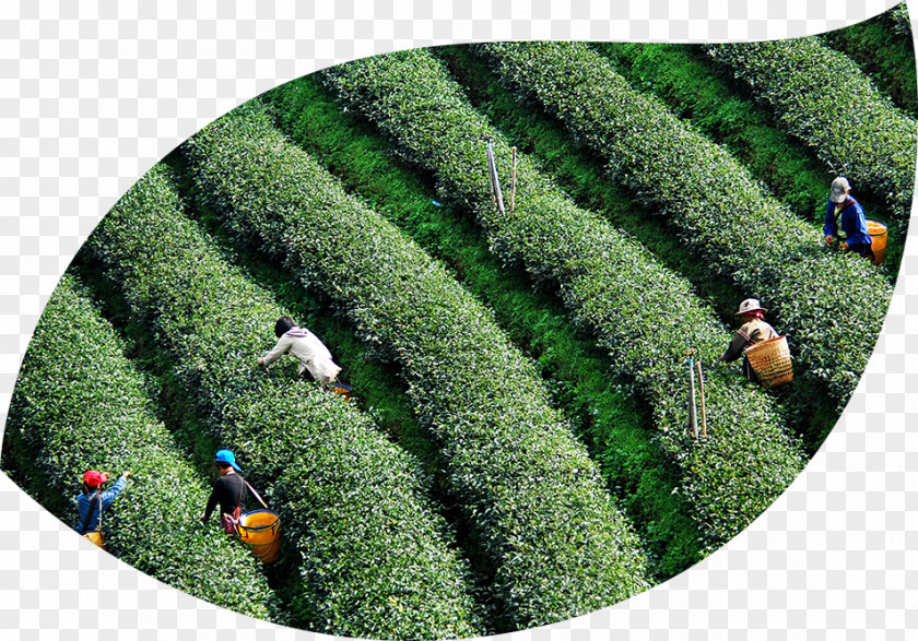 Tea Ethical Partnership Sustainability Plant Economic Development PNG