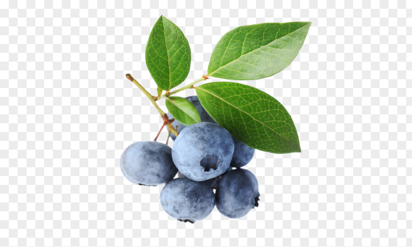 Blueberry Highbush Bilberry Leaf PNG
