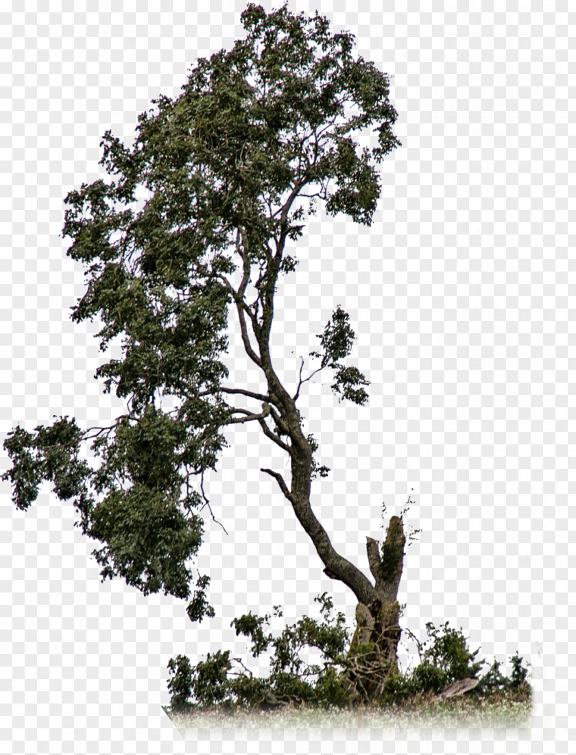 Cut Out-Tree Branch Shrub PNG