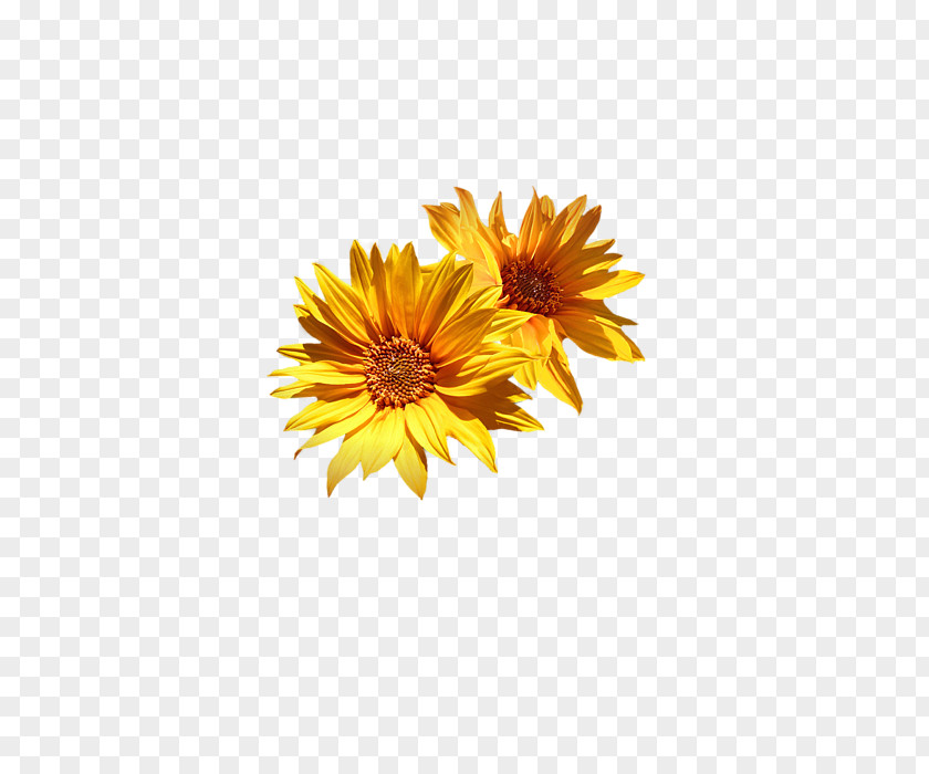 Sunflower Corner Common Chrysanthemum Cut Flowers Medley Printing PNG
