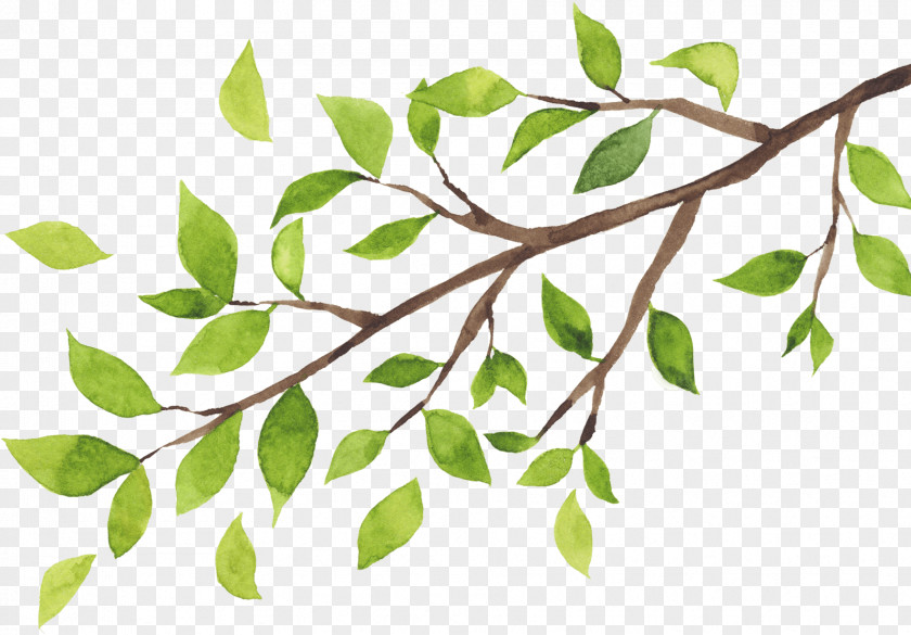 Tree Twig Branch Organization Leaf PNG