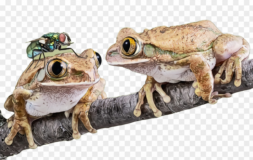 True Toad Wood Frog Tree Bullfrog PNG