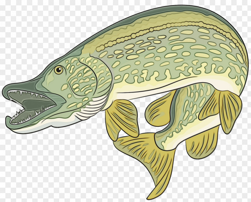 Turtles Fish Cartoon Biology Science PNG