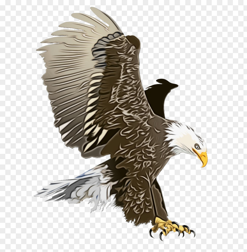 Wildlife Peregrine Falcon Bird Drawing PNG