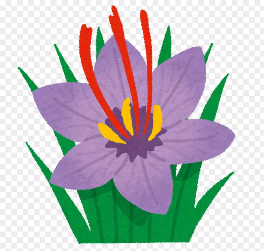 Crocus Saffron Auglenīca Petal Clip Art PNG