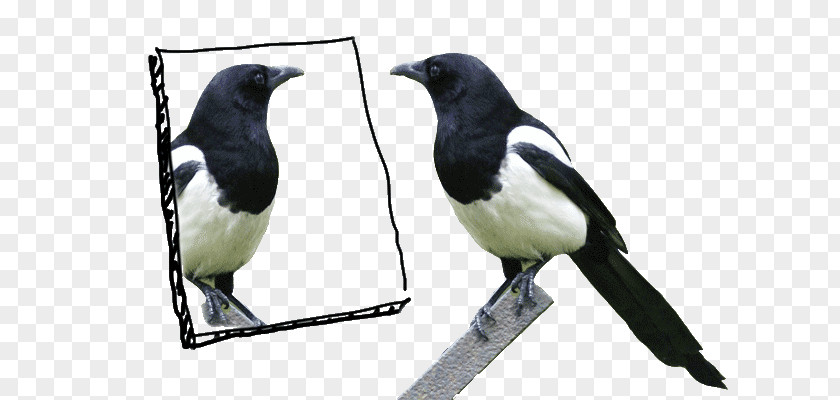 Eurasian Magpie Bird Mirror Test Crow PNG
