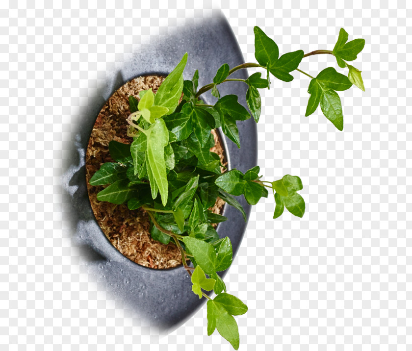 Hedera Herb Germany Common Ivy Flowerpot Spring Greens PNG