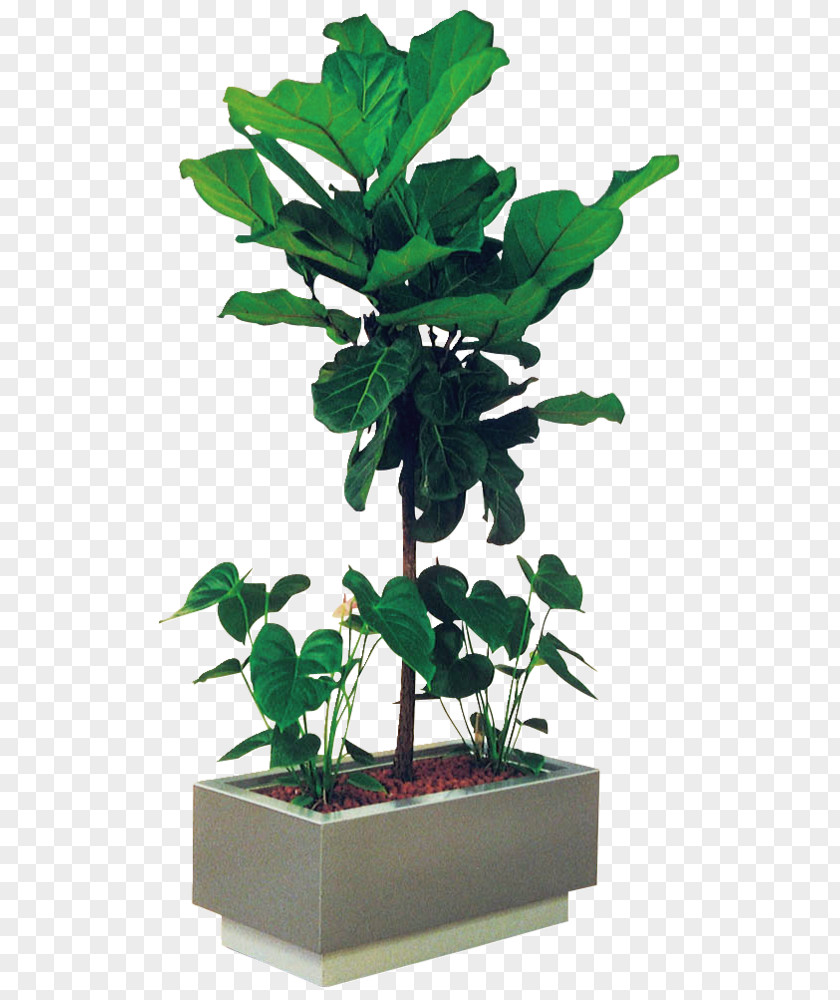 Leaf Flowerpot Houseplant Plant Stem Tree PNG