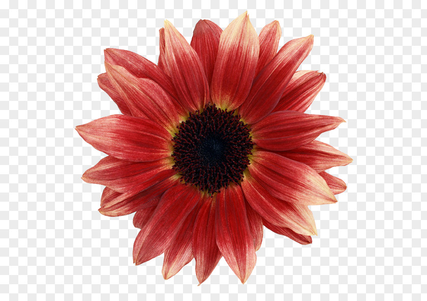 Sunflower Gerbera Jamesonii Flower Aurantiaca Photography PNG